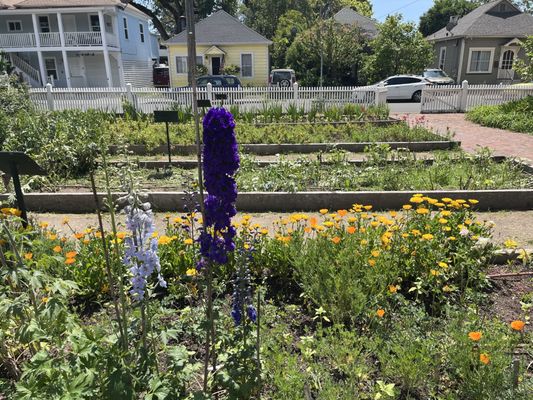 Luther Burbank Home & Gardens by null