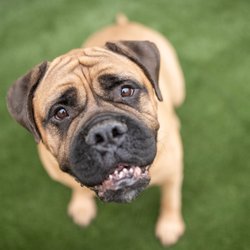 Inn The Doghouse - Mentor - Dog Daycare, Boarding & Grooming