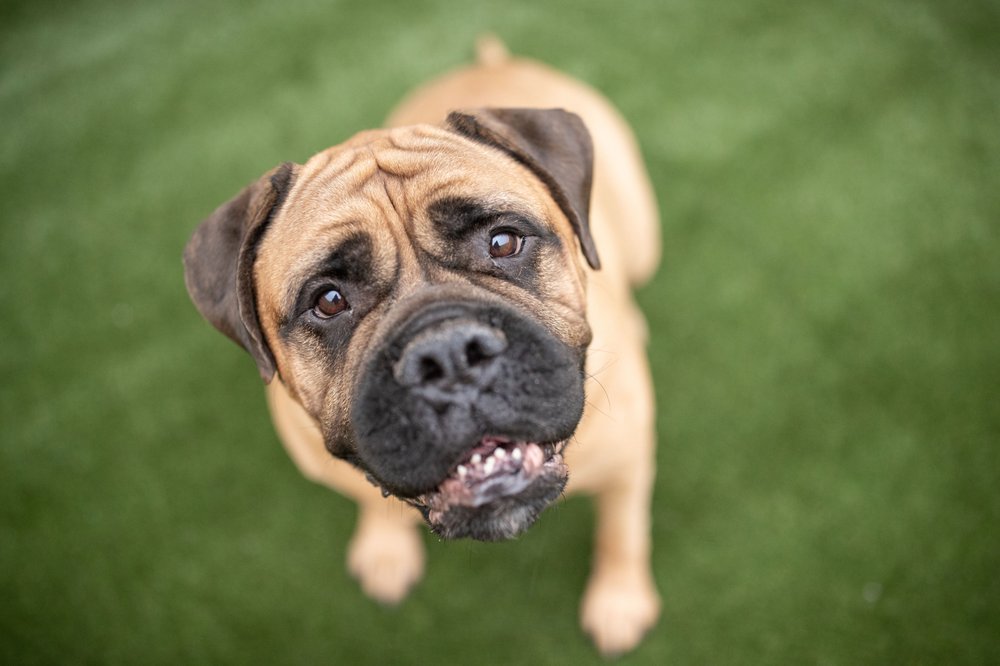 Inn The Doghouse - Mentor - pet boarding facility in Mentor, OH