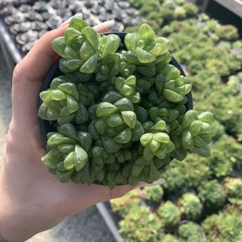 Isaac Farms - Haworthia Cooperi - Nurseries & Gardening Near Me - Miami, Florida Isaac Farms - Haworthia Cooperi - Nurseries & Gardening Near Me - Miami, Florida