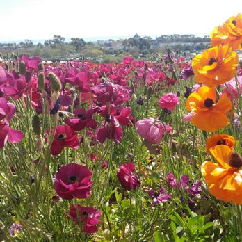 The Flower Fields - Venues & Event Spaces Near Me - Carlsbad, California The Flower Fields - Venues & Event Spaces Near Me - Carlsbad, California
