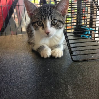 Shake A Paw - Kitty for sale - Pet Stores Near Me - Lynbrook, New York Shake A Paw - Kitty for sale - Pet Stores Near Me - Lynbrook, New York