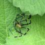 First Strike Pest Elimination
