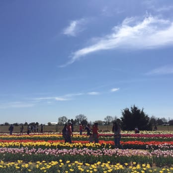 Texas-Tulips - Nurseries & Gardening Near Me - Pilot Point, Texas Texas-Tulips - Nurseries & Gardening Near Me - Pilot Point, Texas
