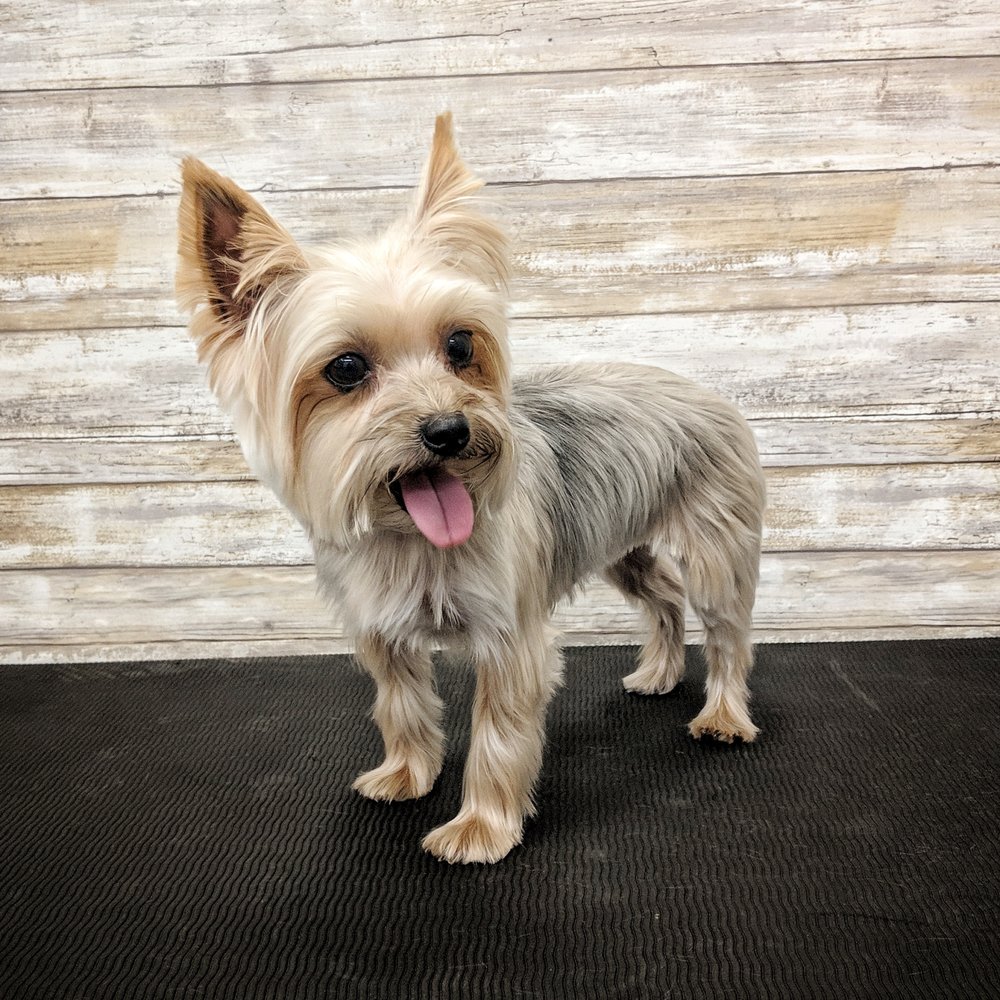 PAWSH WASH 60 Photos & 57 Reviews Pet Groomers 9921 Yorktown Ave