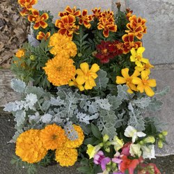 Malanga's Farm Market & Greenhouses - $17 for a mixed tray! I love the variety they offered to create my own assortment