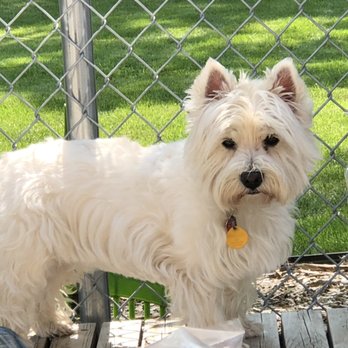 Pamper Ur Poochie Boarding Parlor - The guests @PUPP - Pet Training Near Me - Selden, New York Pamper Ur Poochie Boarding Parlor - The guests @PUPP - Pet Training Near Me - Selden, New York