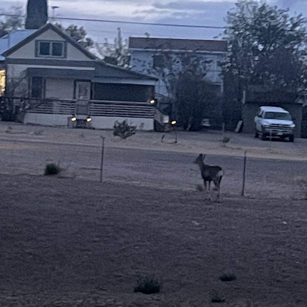 Virgil's Corner Bed & Breakfast - Deers! - Bed & Breakfast Near Me - Tombstone, Arizona Virgil's Corner Bed & Breakfast - Deers! - Bed & Breakfast Near Me - Tombstone, Arizona