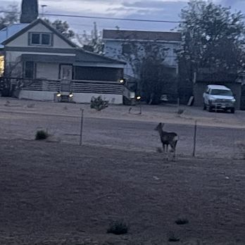 Virgil's Corner Bed & Breakfast - Deers! - Bed & Breakfast Near Me - Tombstone, Arizona Virgil's Corner Bed & Breakfast - Deers! - Bed & Breakfast Near Me - Tombstone, Arizona