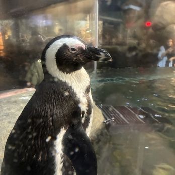 Greensboro Science Center - penguin - Zoos Near Me - Greensboro, North Carolina Greensboro Science Center - penguin - Zoos Near Me - Greensboro, North Carolina