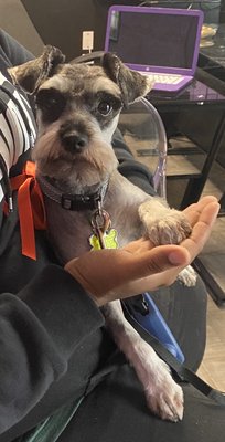 glitz n glam pet spa