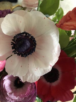 Wollam Gardens by null