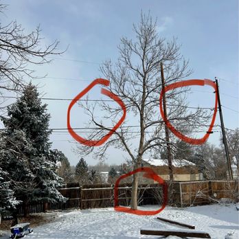 Blue River Forestry & Tree Care - Tree Services Near Me - Boulder, Colorado