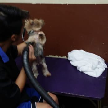 West Coast Grooming Academy - Hand drying - Pet Groomers Near Me - Arcadia, California West Coast Grooming Academy - Hand drying - Pet Groomers Near Me - Arcadia, California