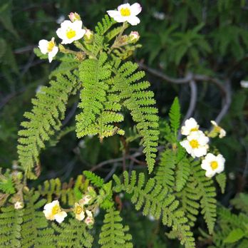 Tilden Regional Park - One of the flowers in the garden - Parks Near Me - Berkeley, California
