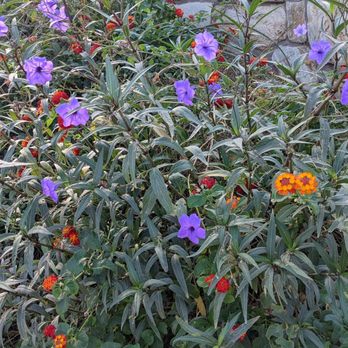 Sanctuary Camelback Mountain - Pretty flowers around the property - Venues & Event Spaces Near Me - Paradise Valley, Arizona Sanctuary Camelback Mountain - Pretty flowers around the property - Venues & Event Spaces Near Me - Paradise Valley, Arizona