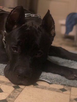 Warrensville Animal Hospital