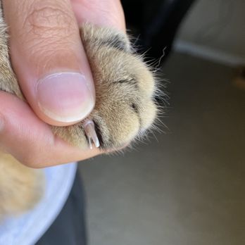 Lighthouse Veterinary Clinic - Split nail - Veterinarians Near Me - Sugar Land, Texas