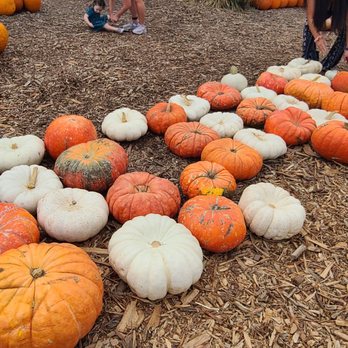 MrBones - Attraction Farms Near Me - Culver City, California MrBones - Attraction Farms Near Me - Culver City, California