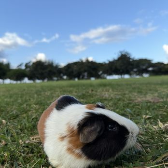 Oahu Veterinary Clinic - Veterinarians Near Me - Honolulu, Hawaii Oahu Veterinary Clinic - Veterinarians Near Me - Honolulu, Hawaii