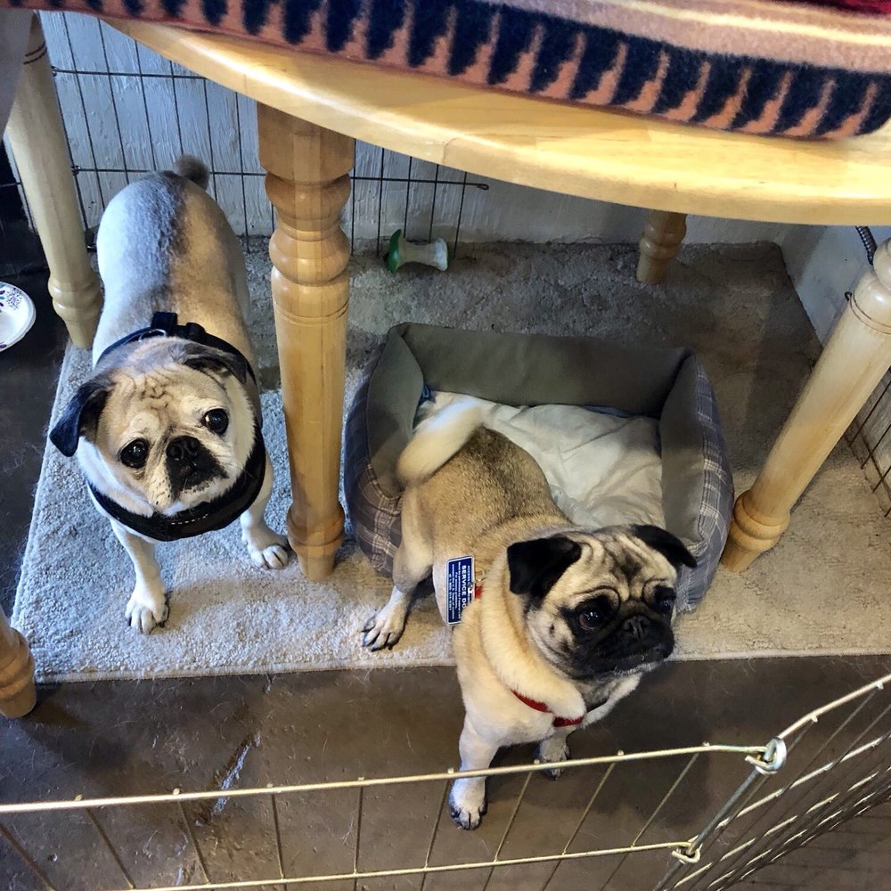 Ariel's Attic - Ariel and Tater having a meet up - Home & Garden Near Me - Julian, California