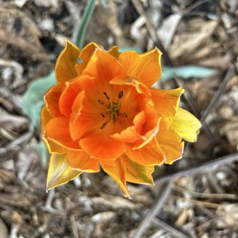 Willow Rose - Spring is here! - Massage Therapy Near Me - Denver, Colorado Willow Rose - Spring is here! - Massage Therapy Near Me - Denver, Colorado
