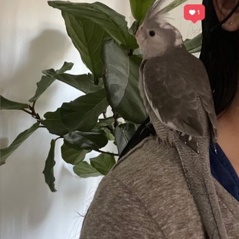 Omar's Exotic Birds - Pet Sitting Near Me - Lake Forest, California Omar's Exotic Birds - Pet Sitting Near Me - Lake Forest, California