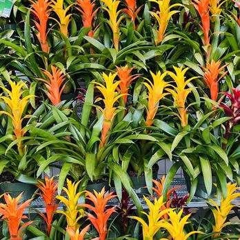 Plum Market - a variety of tropical plants - Grocery Near Me - Aventura, Florida