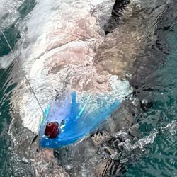 Fishin Fannatic Sportfishing