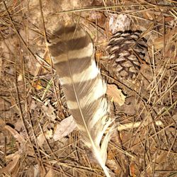 Barred Owl feather
