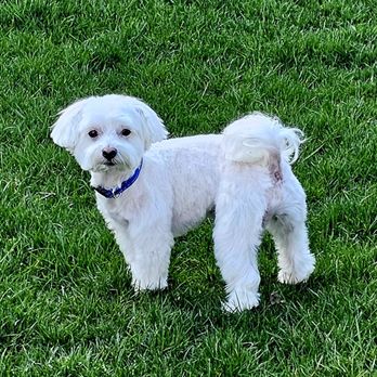 PetSmart - Thanks for the great groom, Eun! #KoreanDogCare - Pet Stores Near Me - Glenview, Illinois