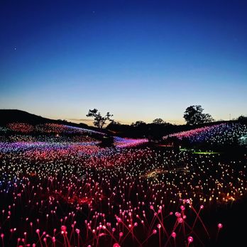 Sensorio - Field of lights. - Art Galleries Near Me - Paso Robles, California