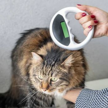 A Better Life - Animal Shelters Near Me A Better Life - Animal Shelters Near Me
