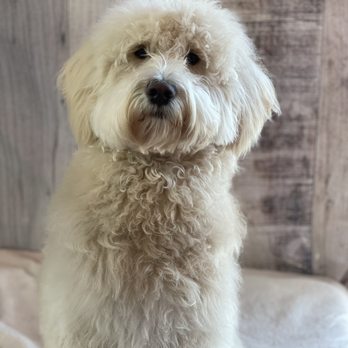 Gordie's Grooming - So fresh and so clean - clean! - Pet Groomers Near Me - Gilbert, Arizona Gordie's Grooming - So fresh and so clean - clean! - Pet Groomers Near Me - Gilbert, Arizona