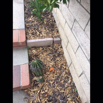 The Plant Connection - How my yard was left. - Landscaping Near Me - Northridge, California The Plant Connection - How my yard was left. - Landscaping Near Me - Northridge, California