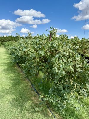 Llano Estacado Winery by null