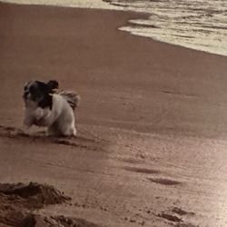 Dawn to Dusk Doggy Domain - Hula girl again. I'm also a world traveler! Went to live in Hawaii 4 a few years.. Aloha!