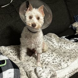 Lakes Veterinary Services