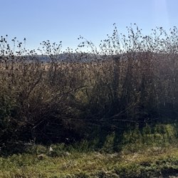 Big Basin Prairie Preserve - Dense brush