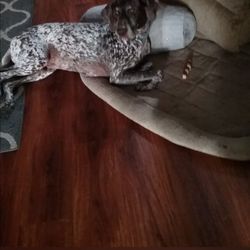 Lap of Love Veterinary Hospice and In-Home Euthanasia - Luke