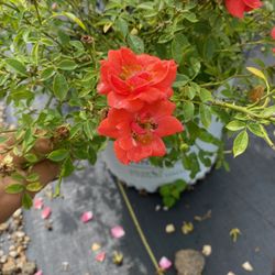 The Nursery On 84 - Proven Winners OSO EASY Mango Salsa Shrub rose. Similar in size to drift roses. 2'-3' Tall and wide.