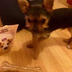 Tesco Express - Ted's a fan of the DelieBakie doggy treats from Tesco