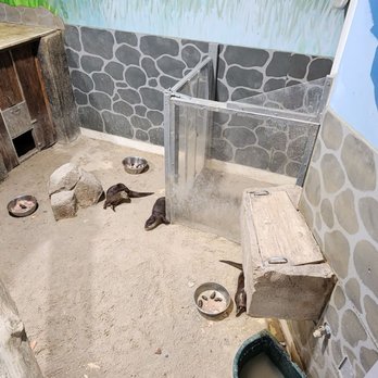 SeaQuest - Folsom - Otters - Aquariums Near Me - Folsom, California SeaQuest - Folsom - Otters - Aquariums Near Me - Folsom, California
