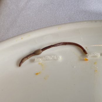 Dim Sum King - A dead earthworm found in the pea sprouts - Dim Sum Near Me - Daly City, California