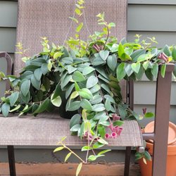 The Flower Bin Garden Center & Nursery - Aeschynanthus Vine - Lipstick plant