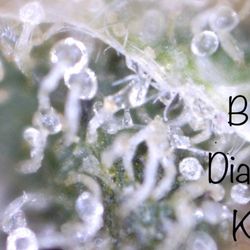 Livermore Doap - Black diamond kush the best harvest I've ever seen