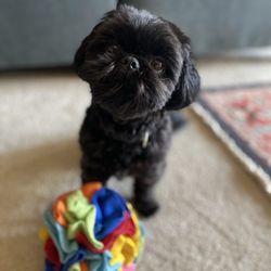 City Dog Pet Grooming