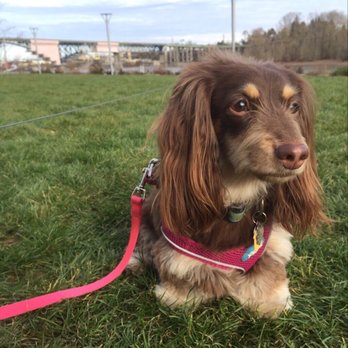 Tails & Trails - Photo from our dog walker - Pet Sitting Near Me Tails & Trails - Photo from our dog walker - Pet Sitting Near Me