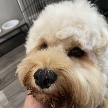 Green Dog Wash - No eye lashes - Pet Groomers Near Me - Tampa, Florida
