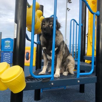 Maximum K9 Service - Training in different situations with many new smells and sounds - Pet Training Near Me - Deer Park, New York Maximum K9 Service - Training in different situations with many new smells and sounds - Pet Training Near Me - Deer Park, New York